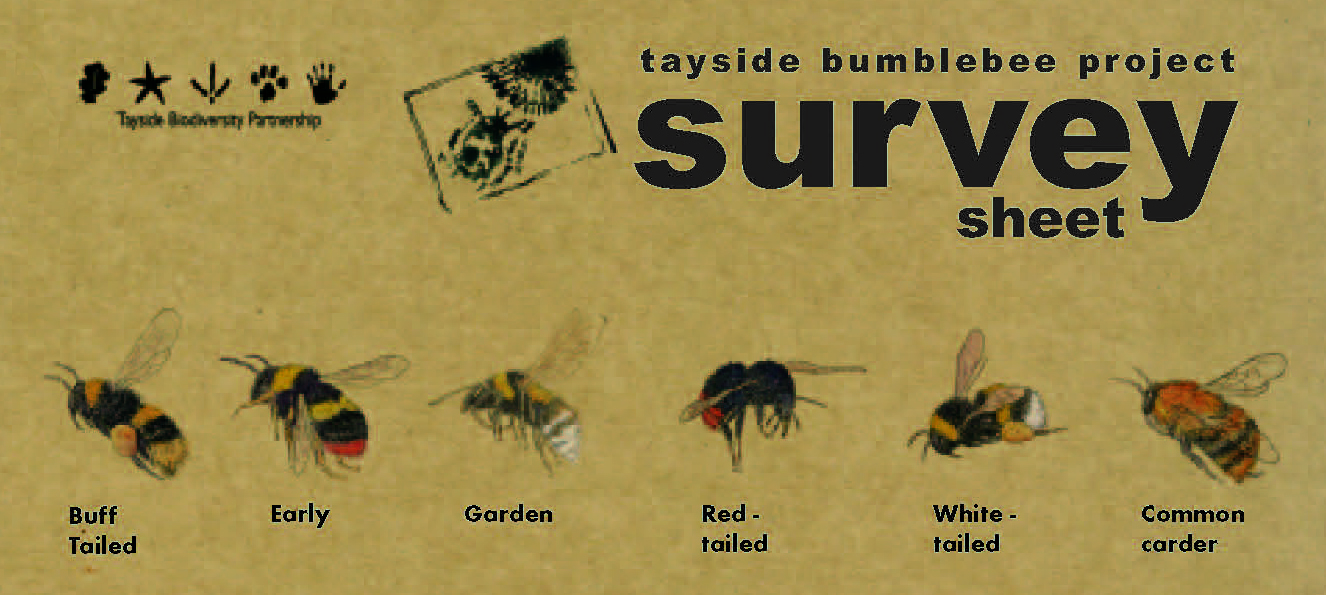 Bummble_Survey