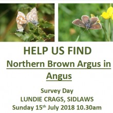 Help us find the Northern Brown Argus
