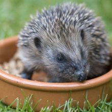 MIND THE GAP and become a Hedgehog Champion