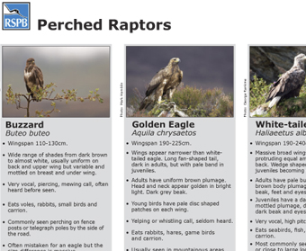 Perched Raptors Leaflet