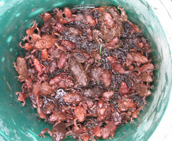 Amphibians_4
