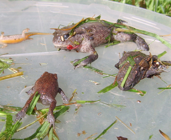 Amphibians in Drains Project