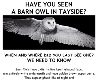 Have you seen a Barn Owl Poster