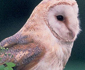 Online Barn Owl Survey