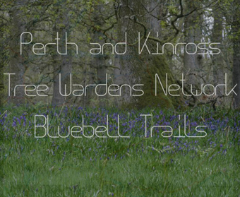 Bluebell Woods Slideshow