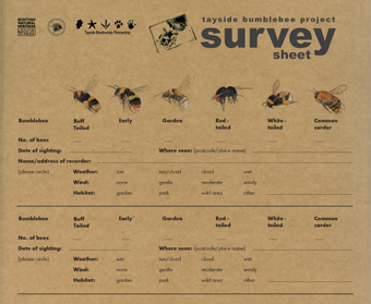 Bumblebee Survey Sheet