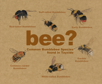 Bumblebee ID Sheet