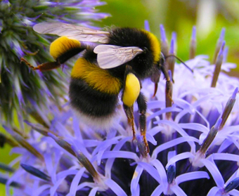 Bumblebee Online Survey