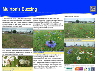 Muirton’s Buzzing Poster