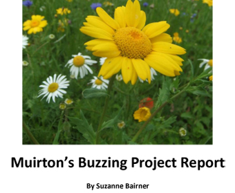 Muirton’s Buzzing Project Report