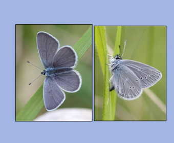 Small Blue Survey