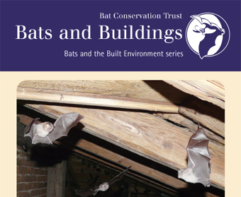 Bats and Buildings