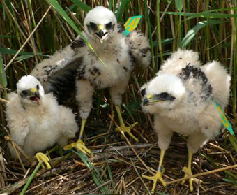 Marsh Harrier Project