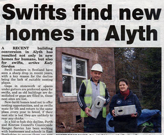 Swifts In Alyth