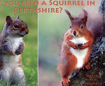 Have You Seen a Squirrel