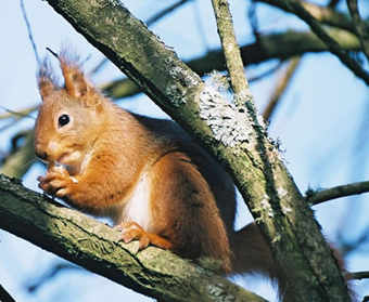 Online Squirrel Survey