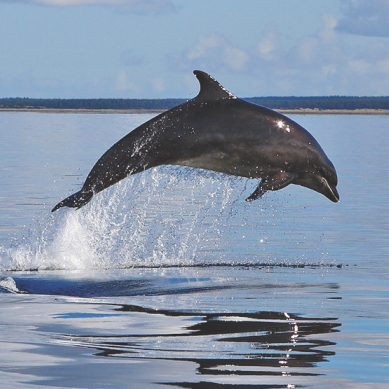 Whale & Dolphin Watching