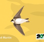 Postcard_Sand_Martin