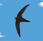Postcard_Swift