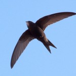 Swifts_16