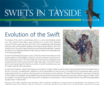 Swifts In Tayside - 3