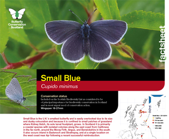 Small Blue Factsheet 2017