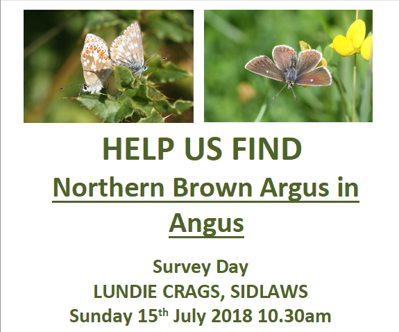Help us find the Northern Brown Argus