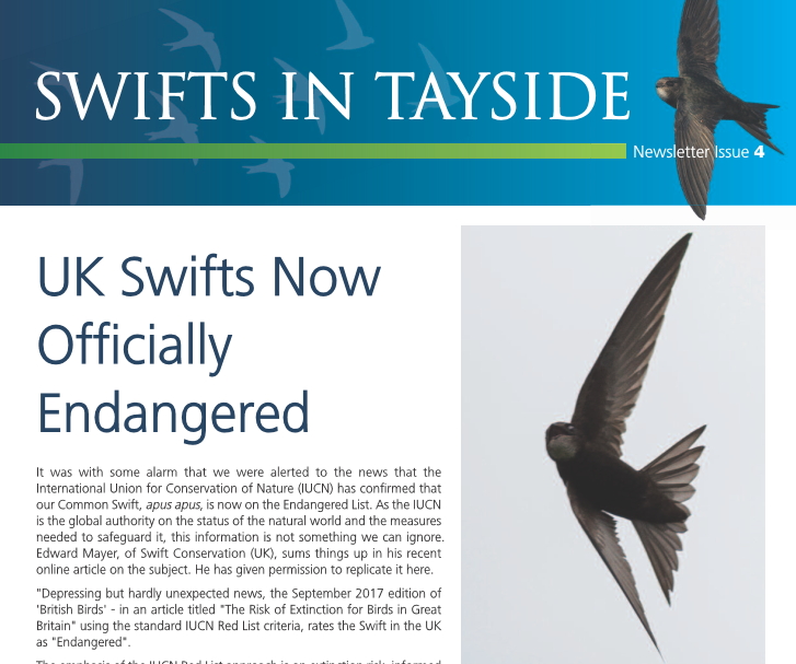 Swifts in Tayside - 4
