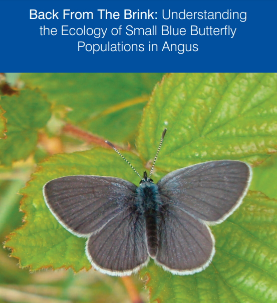 Small Blue Butterfly Populations in Angus
