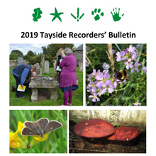 Tayside Recorders' Bulletin 2019