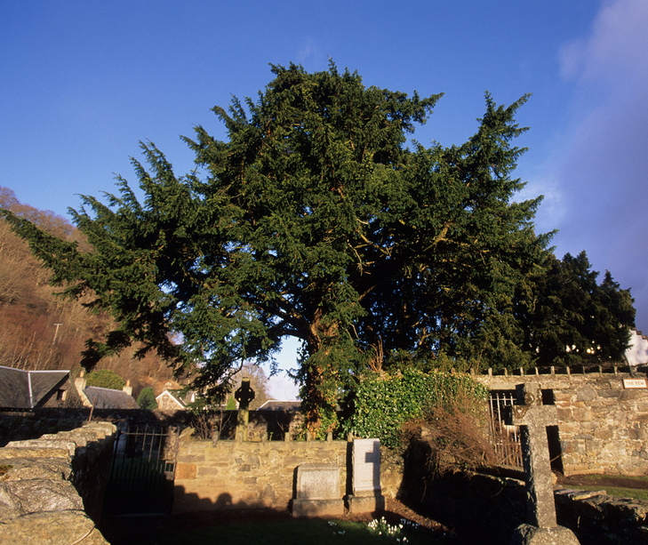 Fortingall Yew and Church Yew Project 2019
