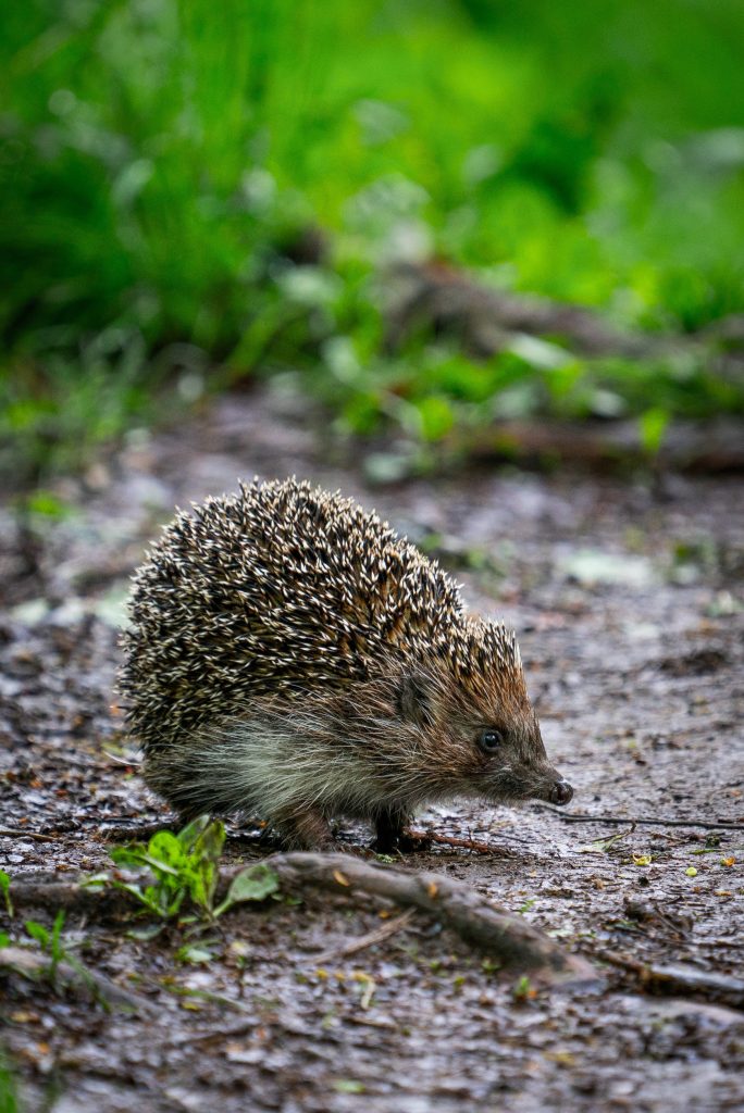 Mind the Gap Hedgehog Project - The Times