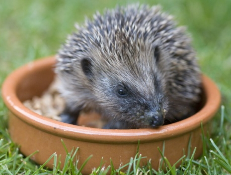 MIND THE GAP and become a Hedgehog Champion