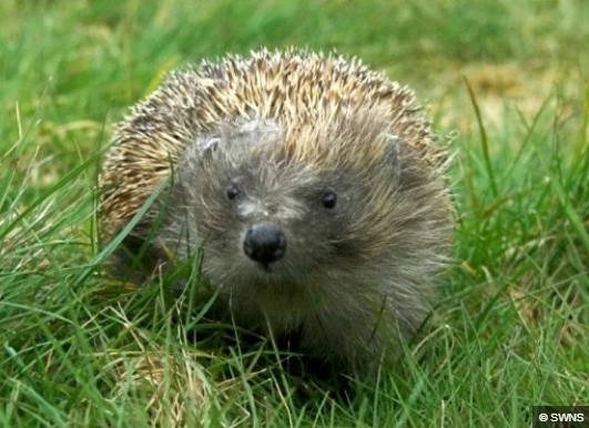 Mind the Gap Hedgehog Project - The Courier