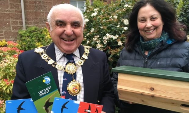 Searching the Angus skies for swifts - Angus Council