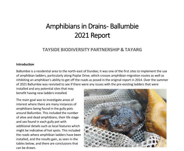 Amphibians in Drains Report 2021 (Ballumbie)