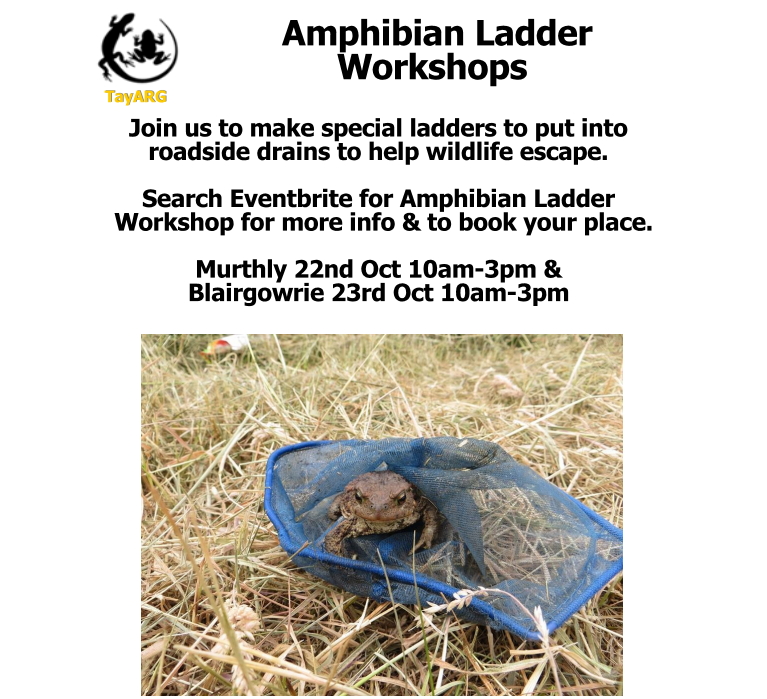 Amphibian Ladder Workshops