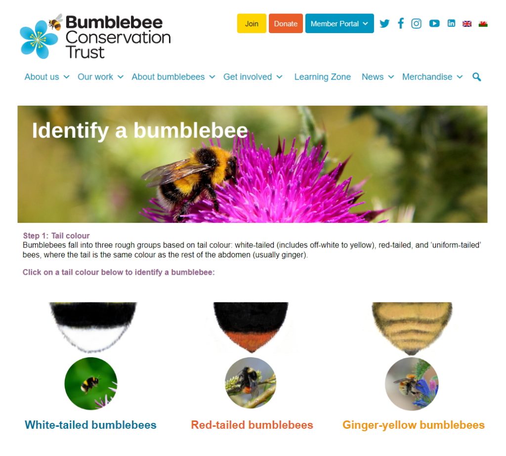 Identify a Bumblebee