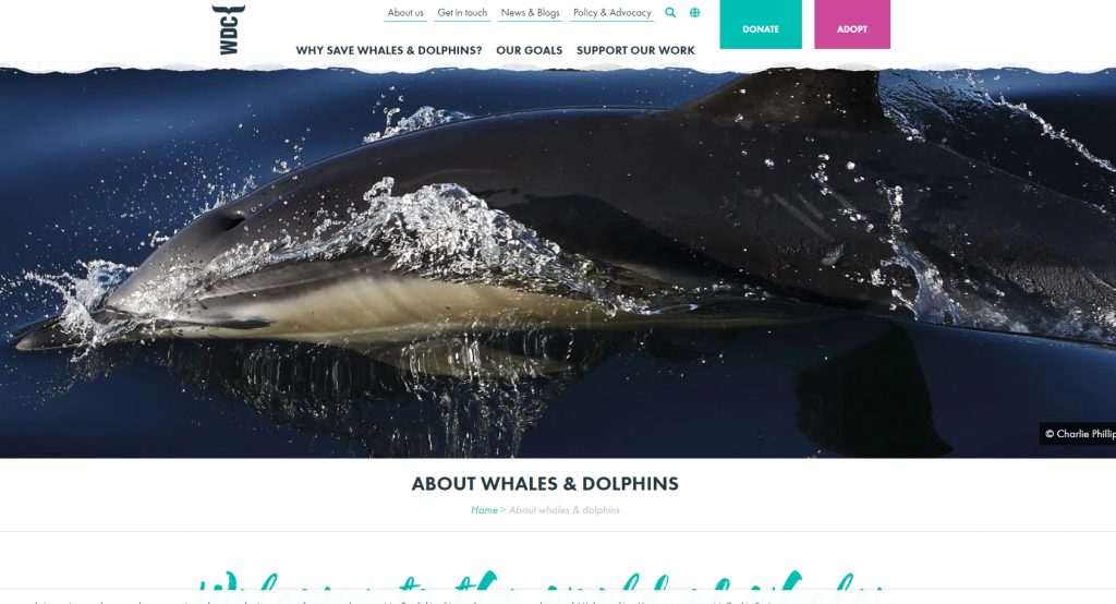 About Whales & Dolphins