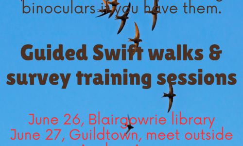 say hello to swifts 24