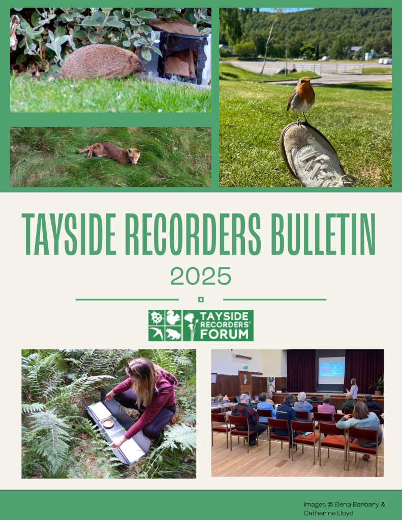 Tayside Recorders' Bulletin 2025