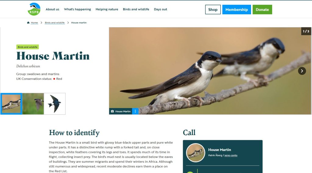 RSPB tips on how to identify House Martins