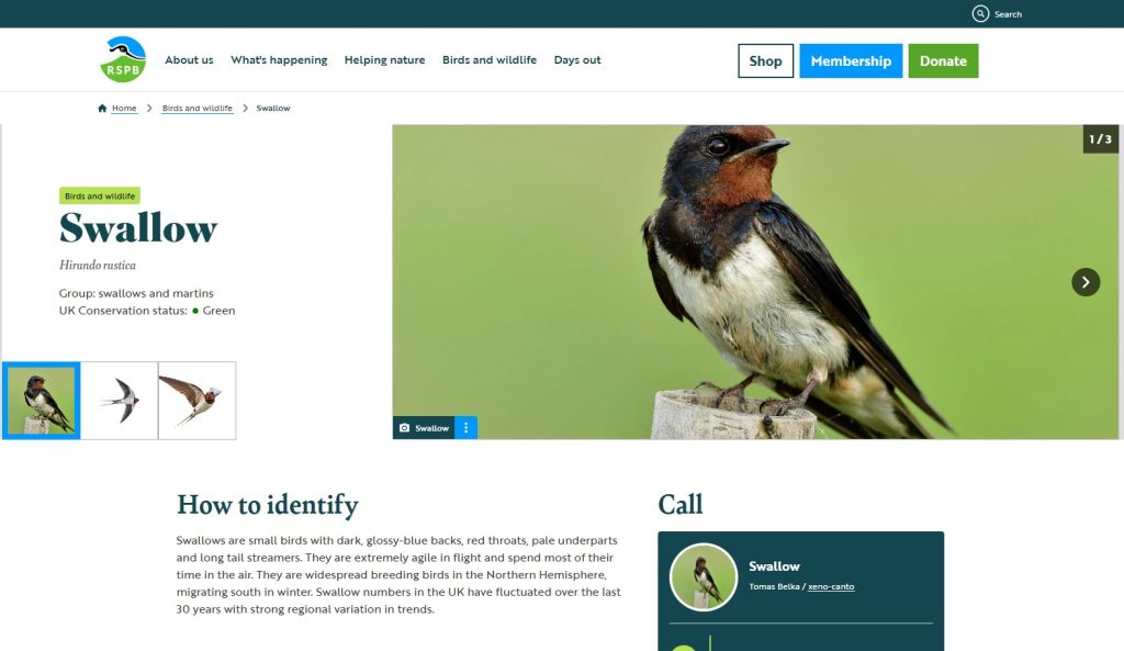RSPB identification tips Swallows