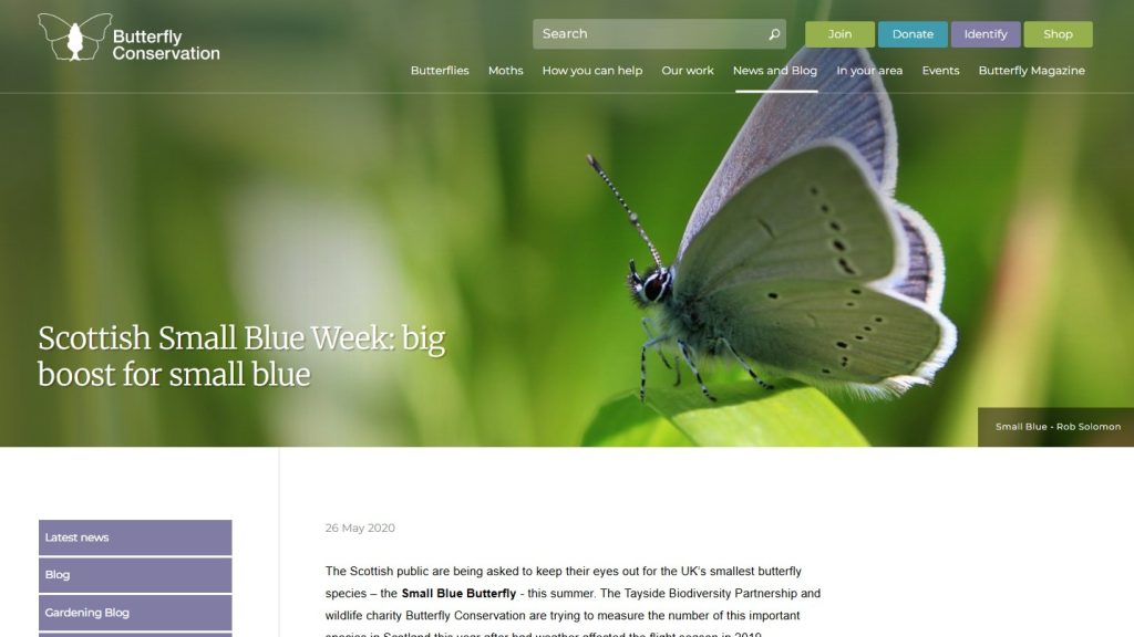 Scottish Small Blue Week: big boost for small blue