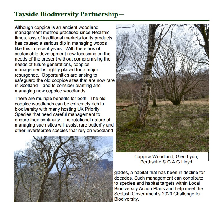Coppice Article