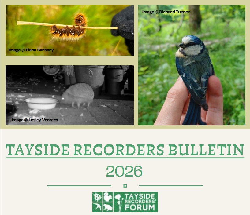Tayside Recorders' Bulletin 2026